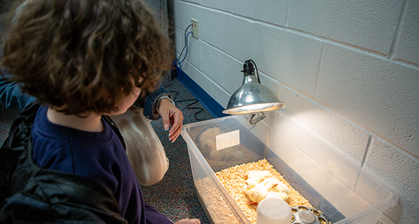  Little Huskies Witness the Miracle of Life as Chicks Hatch at School 22 Annex!